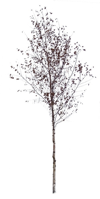 Cutout tree betula pendula vegetation png (491)
