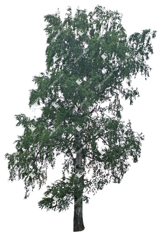 Cutout tree betula pendula cut out vegetation (8486)