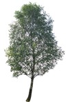Cut out Tree Betula Pendula 0006 | MrCutout.com - miniature
