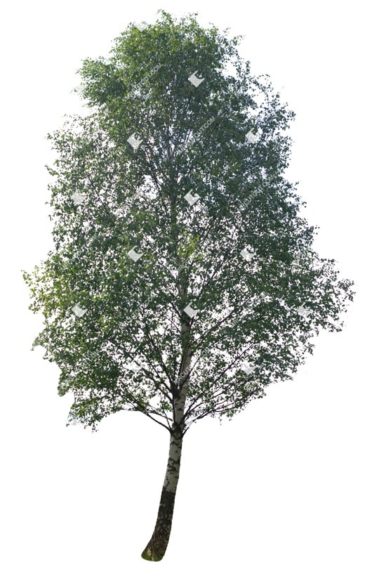 Cutout tree betula pendula plant cutouts (8945)