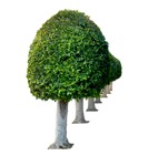 Cut out Tree Buxus Sempervirens 0001 | MrCutout.com - miniature