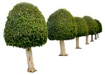 Cut out Tree Buxus Sempervirens 0004 | MrCutout.com - miniature