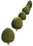 Cut out Tree Buxus Sempervirens 0005 | MrCutout.com - miniature