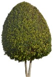 Cut out Tree Buxus Sempervirens 0007 | MrCutout.com - miniature