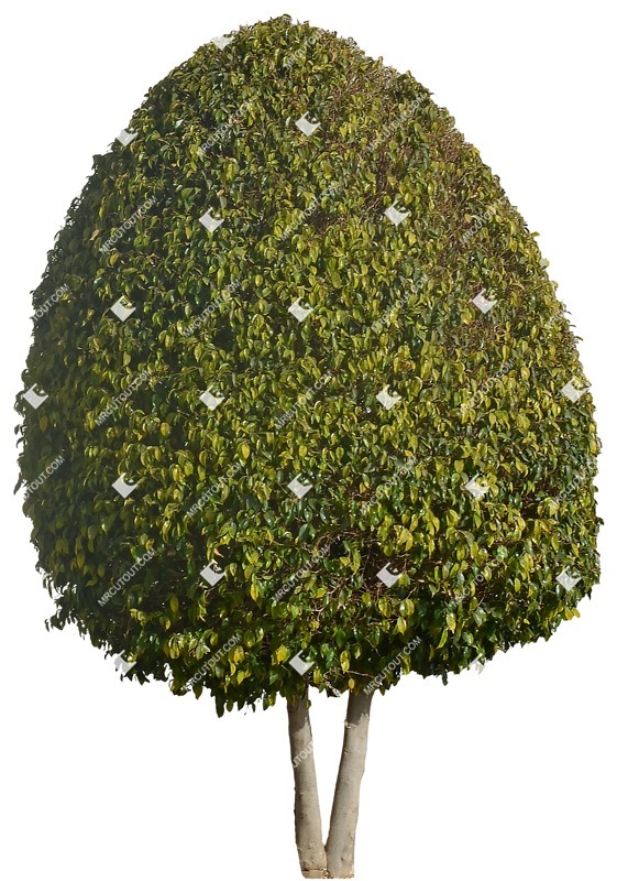 Png tree buxus sempervirens cut out vegetation (7354)