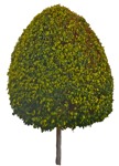 Cut out Tree Buxus Sempervirens 0008 | MrCutout.com - miniature