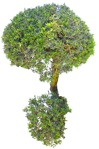 Cut out Tree Buxus Sempervirens 0009 | MrCutout.com - miniature