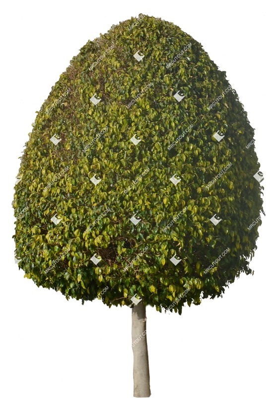 Cut out tree buxus sempervirens cutout plant (7787)