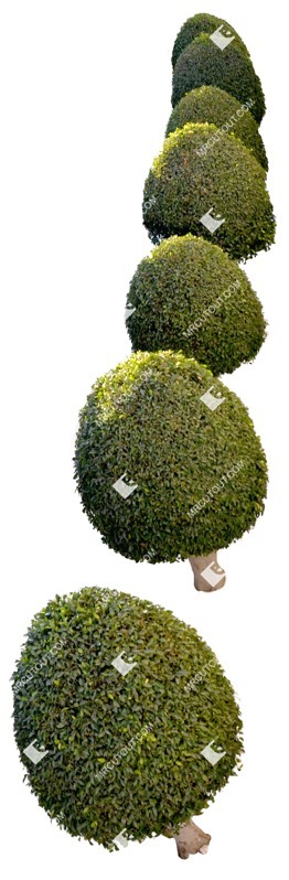Cut out tree buxus sempervirens vegetation png (8370)