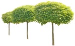 Cut out Tree Catalpa Bignonioides Nana 0001 | MrCutout.com - miniature