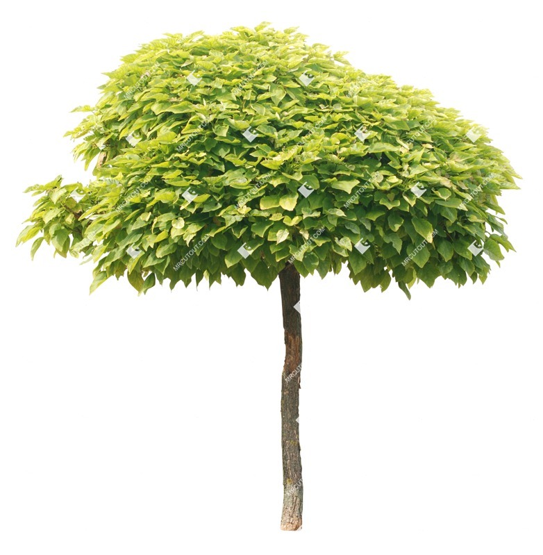 Cutout tree catalpa bignonioides nana plant cutouts (1726)