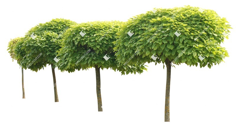 Cut out tree catalpa bignonioides nana plant cutouts (1725)