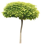 Cut out Tree Catalpa Bignonioides Nana 0005 | MrCutout.com - miniature