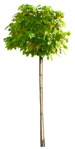 Cut out tree catalpa bignonioides nana vegetation png (844) - miniature