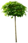Cutout tree catalpa bignonioides nana vegetation png (845) - miniature