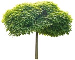 Cutout tree catalpa bignonioides nana plant cutouts (2419) - miniature