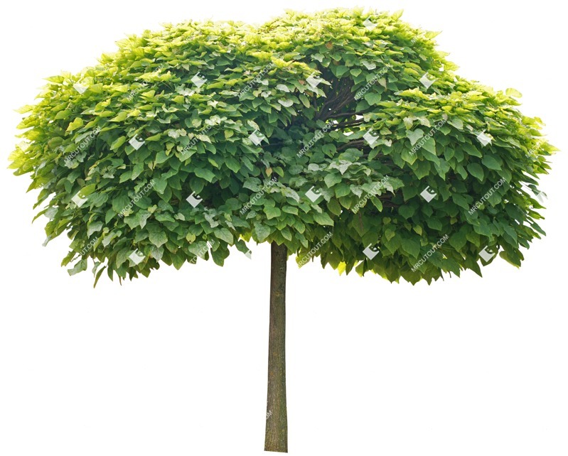 Cutout tree catalpa bignonioides nana plant cutouts (2419)