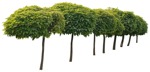 Png tree catalpa bignonioides nana plant cutouts (2178) - miniature
