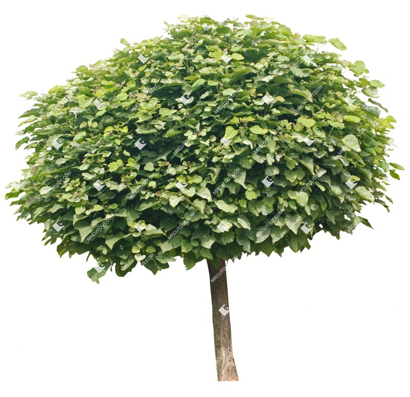 Cut out tree catalpa bignonioides nana plant cutouts (2326)