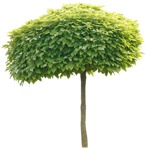 Png tree catalpa bignonioides nana cutout plant (2868) - miniature