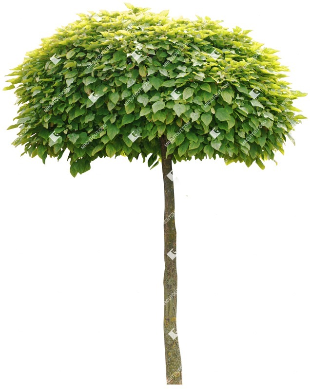 Cutout tree catalpa bignonioides nana cutout plant (3001)