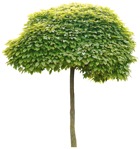 Cut out Tree Catalpa Bignonioides Nana 0014 | MrCutout.com - miniature