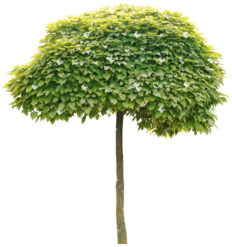 Cut out tree catalpa bignonioides nana cutout plant (2999)