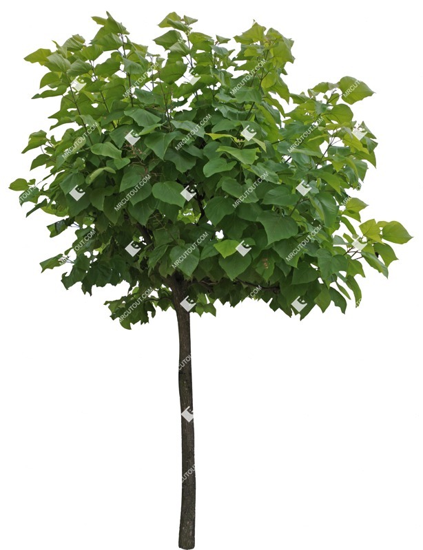 Png tree catalpa bignonioides nana cut out plants (8690)