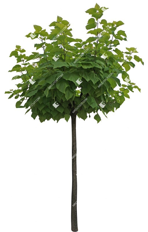 Cut out tree catalpa bignonioides nana cut out plants (8689)