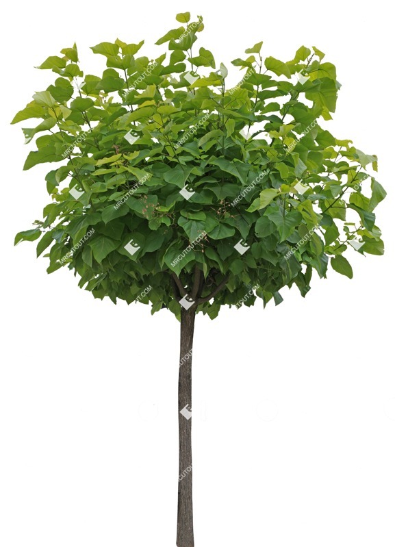 Png tree catalpa bignonioides nana cut out vegetation (8559)