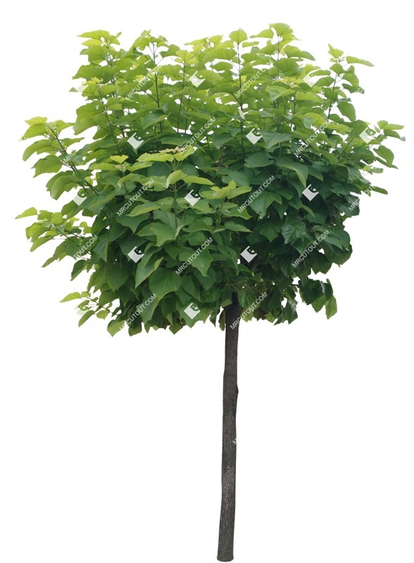 Cut out tree catalpa bignonioides nana cut out vegetation (8558)