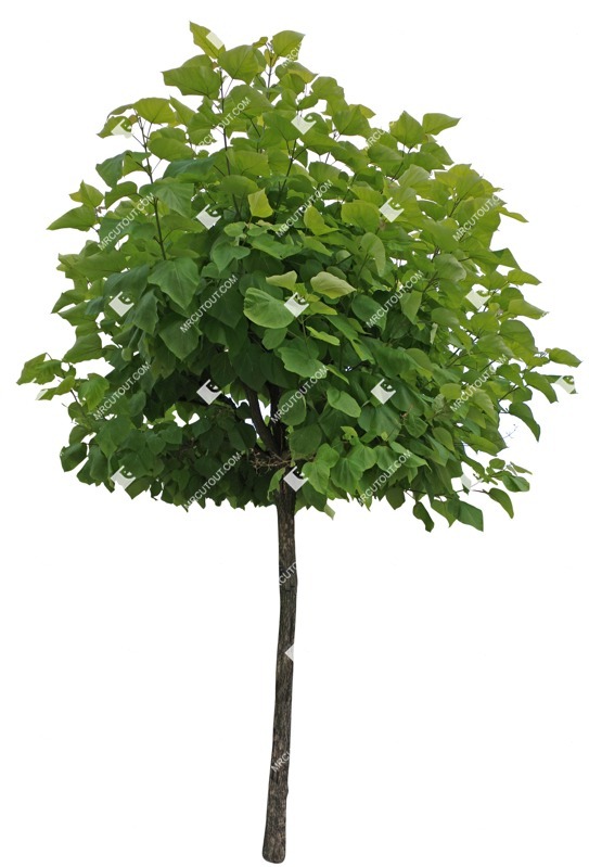 Png tree catalpa bignonioides nana cut out vegetation (8488)