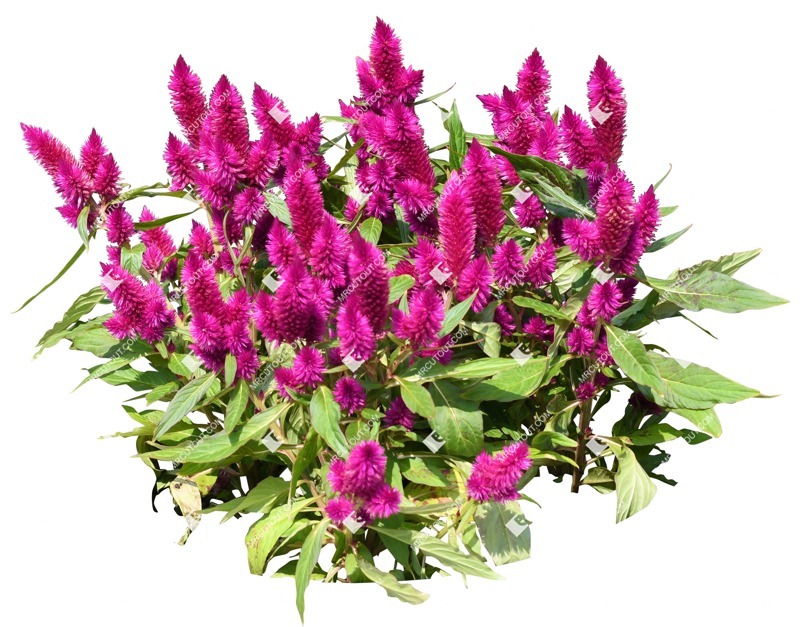 Cutout tree celosia argentea plant cutouts (14035)