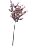 Tree cerasus serrulata  (6861) - miniature