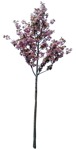 Tree cerasus serrulata  (7412) - miniature