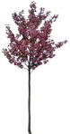 Tree cerasus serrulata  (7446) - miniature