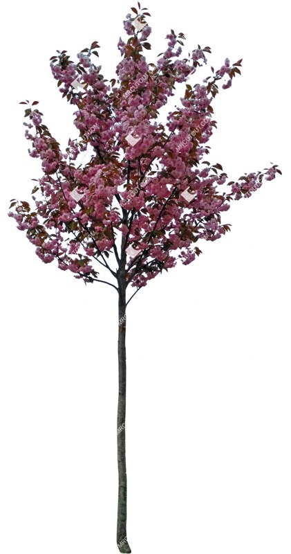 Png tree cerasus serrulata plant cutouts (7575)