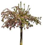 Tree cerasus serrulata  (8758) - miniature