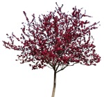 Tree cerasus serrulata  (8814) - miniature