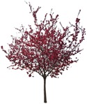 Tree cerasus serrulata  (8726) - miniature