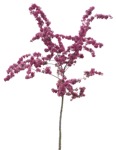 Tree cerasus serrulata  (8725) - miniature