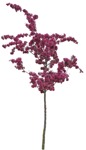 Png tree cerasus serrulata plant cutouts (8781) - miniature