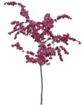 Tree cerasus serrulata  (8692) - miniature