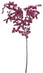 Cutout tree cerasus serrulata plant cutouts (8691) - miniature