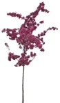 Tree cerasus serrulata  (8596) - miniature