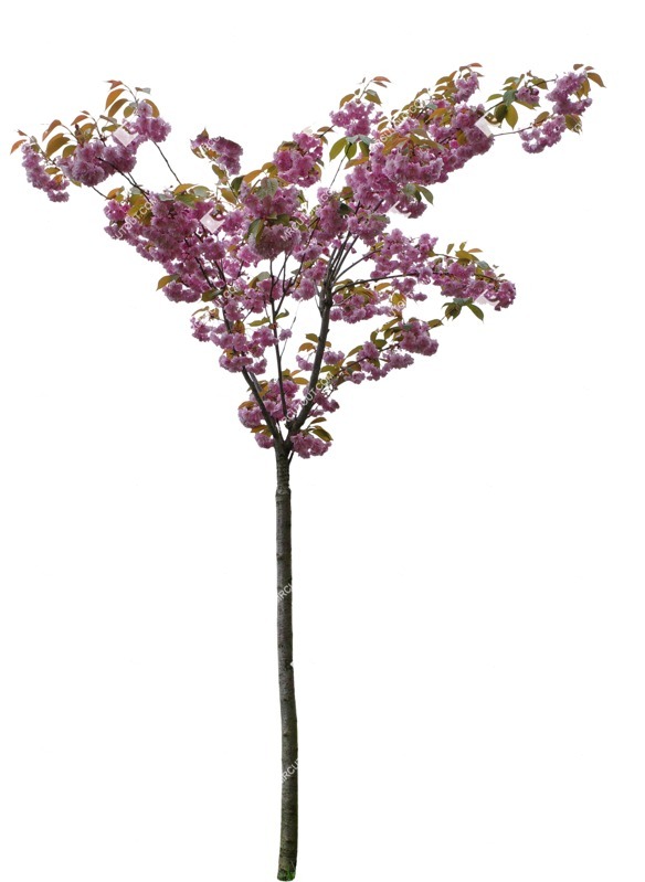 Png tree cerasus serrulata plant cutouts (9366)