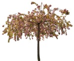 Tree cerasus serrulata  (9369) - miniature