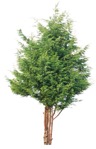 Png tree chamaecyaris lawsoniana png vegetation (1500) - miniature