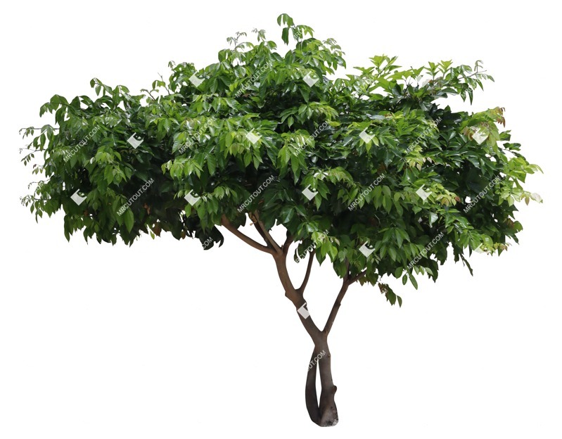 Cutout tree clausena lansium cut out plants (17188)