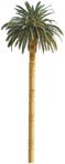 Tree cocos nucifera  (4672) - miniature